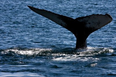 tail 3-7.jpg