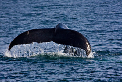 tail1.jpg
