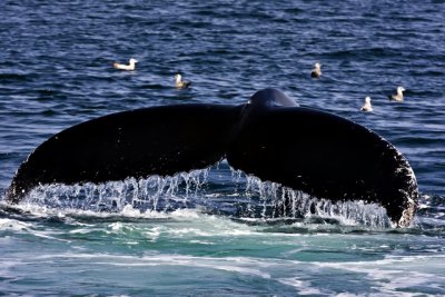 Provincetown Whale Watch May 6, 2008