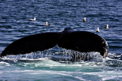 tail 6-4.jpg