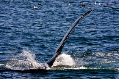 tail 8-4.jpg
