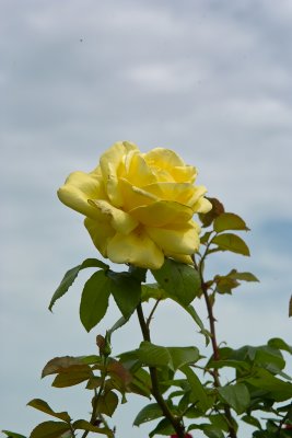 Roses of Ravenna/Italy