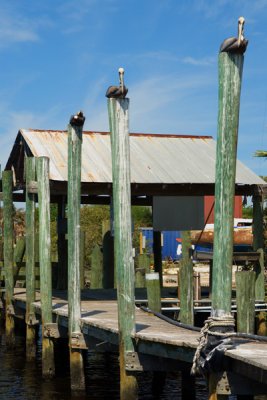 Pelicans Perched on Posts.jpg