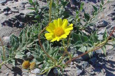 A desert wildflower