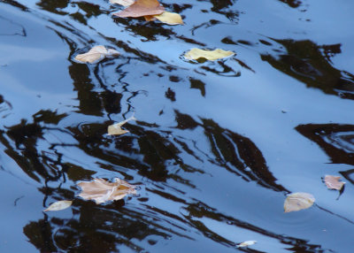 Leaves and reflections make interesting patterns in the water