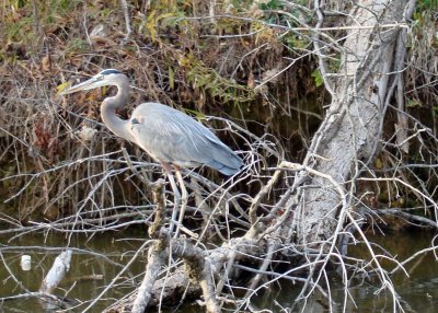 A blue heron on the Cumberland River