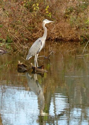 A blue heron