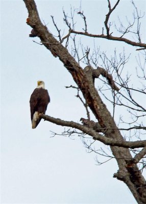 A bald eagle on the Cumberland River