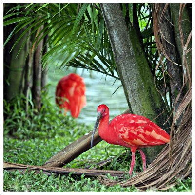 Ibis rouge (1)