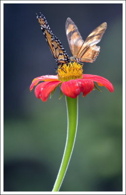 Fairy wings