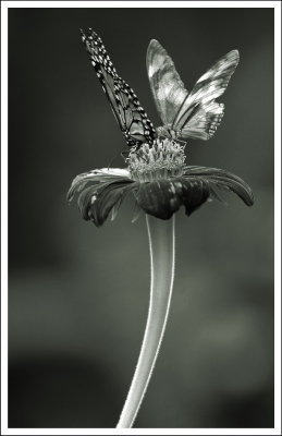 Ailes de fes (2)