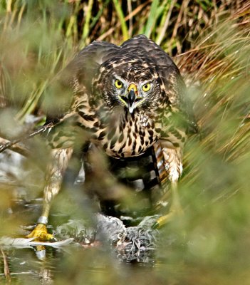 Northern Goshawk (Accipiter gentilis)