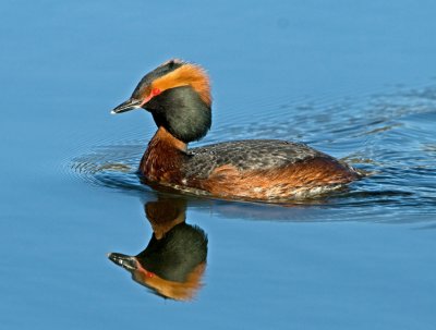 Slavonian Grebe (Podiceps auritus)