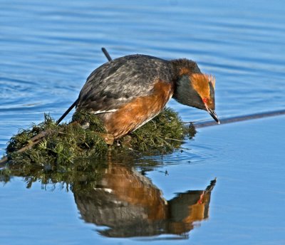 Slavonian Grebe (Podiceps auritus)