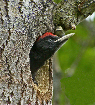 Woodpeckers, Kingfishers and Bee-eaters