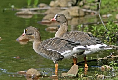 Lesser White-fronted Goose (Anser erythropus)