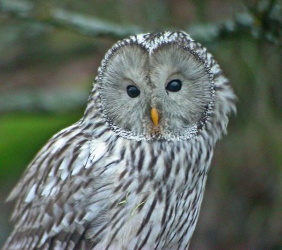 Ural Owl (Strix uralensis)