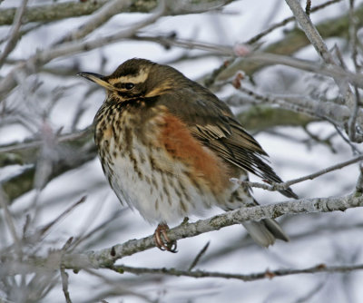 Redwing (Turdus iliacus)