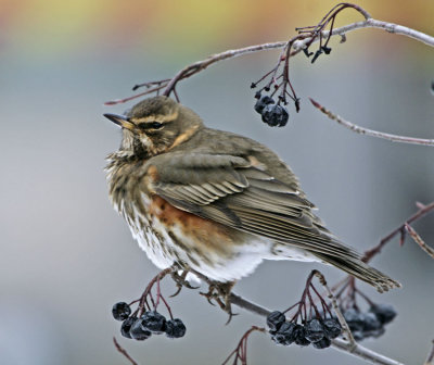 Redwing (Turdus iliacus)