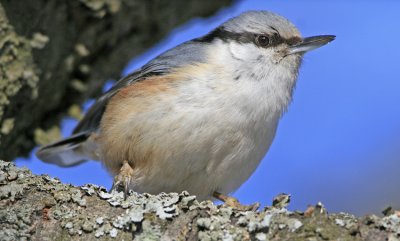 Nuthatch (Sitta europaea)