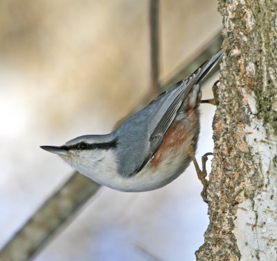 Nuthatch (Sitta europaea)