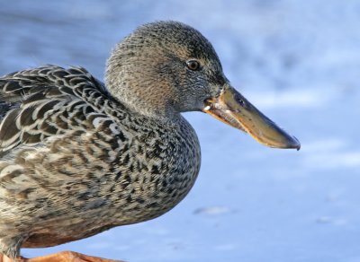 Shoveler (Anas clypeata)