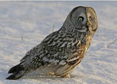 Great grey owl (Strix nebulosa)