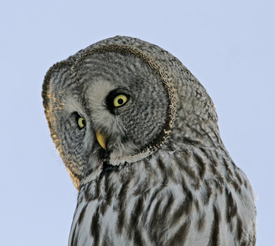 Great grey owl (Strix nebulosa)