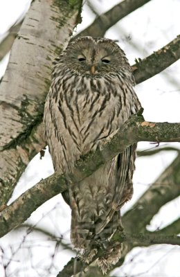 Ural owl (Strix uralensis)