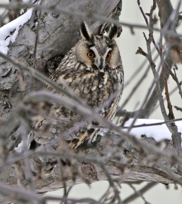Long-eared owl (Asio otus)