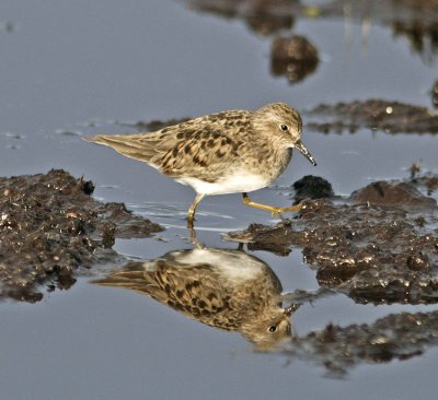 Shorebirds