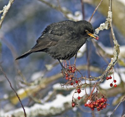 Blackbird (Turdus merula)