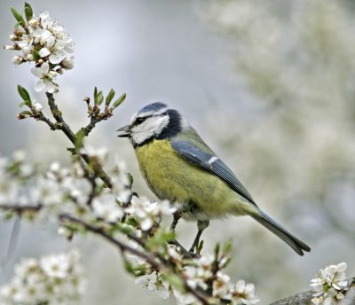 Blue tit (Parus caeruleus)