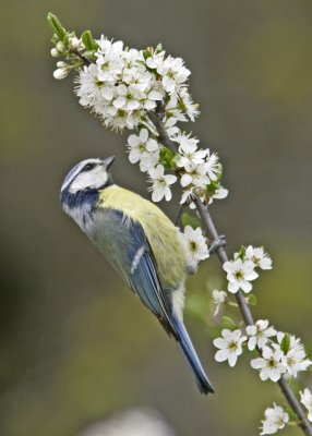 Blue tit (Parus caeruleus)