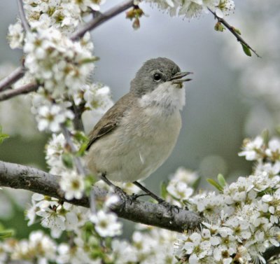 Lesser whitethroat (Sylvia curruca)