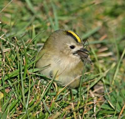 Goldcrest (Regulus regulus)