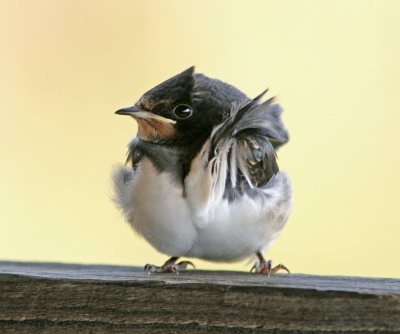 Swallow (Hirundo rustica)
