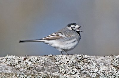 Pied Wagtail (Motacilla alba)