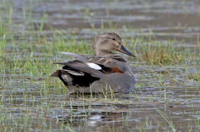 Gadwall (Anas strepera)