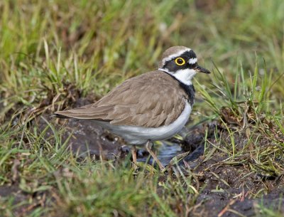 Little Ringed Plover (Charadrius dubius)