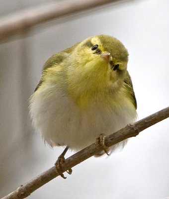 Wood Warbler (Phylloscopus sibilatrix)