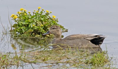 Gadwall (Anas strepera)