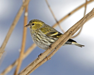 Siskin (Carduelis spinus)