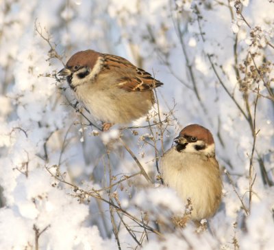 Tree Sparrow (Passer montanus)