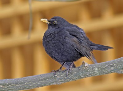 Blackbird (Turdus merula)