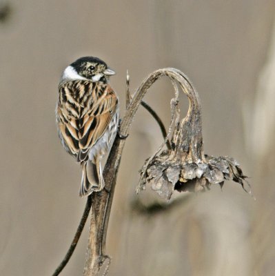 Reed Bunting (Emberiza schoeniclus)