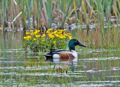 Shoveler (Anas clypeata)