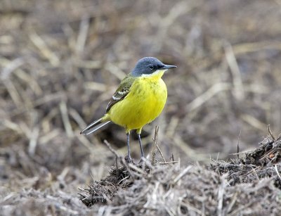 Yellow Wagtail (Motacilla flava thunbergi)
