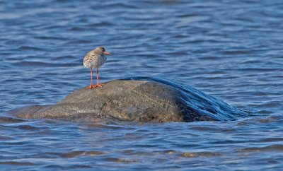 Redshank (Tringa totanus)