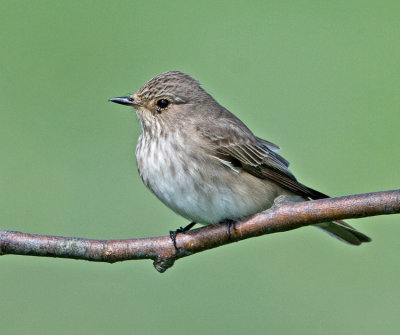 Spotted Flycatcher (Muscicapa striata)